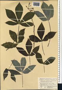 Manihot carthaginensis subsp. glaziovii (Müll.Arg.) Allem, Африка (AFR) (Сейшельские острова)