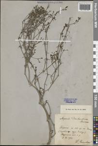 Cynanchica graveolens subsp. danilewskiana (Basiner) P.Caputo & Del Guacchio, Средняя Азия и Казахстан, Прикаспийский Устюрт и Северное Приаралье (M8) (Казахстан)
