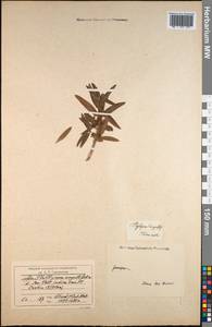 Phillyrea angustifolia L., Зарубежная Азия (ASIA) (Индия)