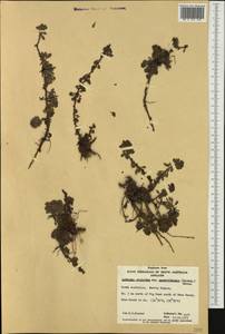 Ludwigia peploides subsp. montevidensis (Spreng.) P. H. Raven, Австралия и Океания (AUSTR) (Австралия)