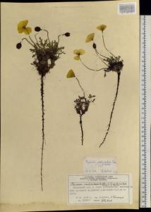 Oreomecon pulvinata subsp. pulvinata, Сибирь, Центральная Сибирь (S3) (Россия)