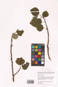 Тополь дрожащий, Осина L., Сибирь, Дальний Восток (S6) (Россия)