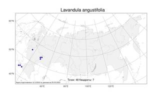 Lavandula angustifolia, Лаванда узколистная Mill., Атлас флоры России (FLORUS) (Россия)