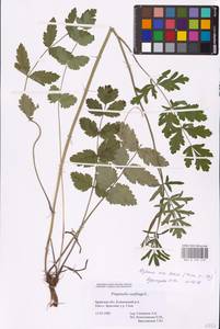 Бедренец камнеломковый, Бедренец-камнеломка L., Восточная Европа, Западный район (E3) (Россия)