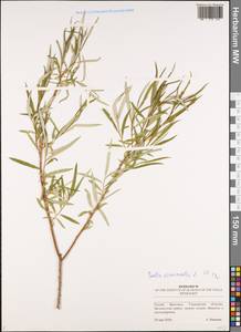 Ива прутовидная, Ива корзиночная L., Восточная Европа, Средневолжский район (E8) (Россия)