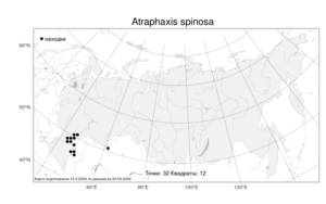 Atraphaxis spinosa, Курчавка шиповатая L., Атлас флоры России (FLORUS) (Россия)