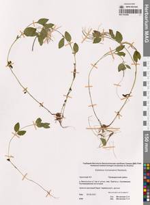 Кипрей Хорнемана, Кипрей Горнемана Rchb., Сибирь, Чукотка и Камчатка (S7) (Россия)