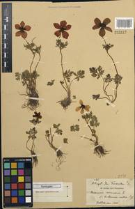 Anemone bucharica subsp. bucharica, Не определено