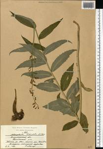 Бубенчик лилиелистный (L.) A.DC., Восточная Европа, Центральный район (E4) (Россия)