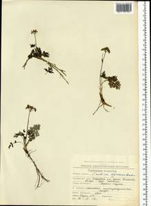 Тилингия аянская Regel & Tiling, Сибирь, Чукотка и Камчатка (S7) (Россия)