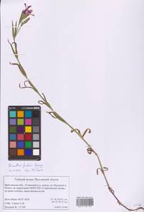 Гвоздика китайская L., Восточная Европа, Центральный лесной район (E5) (Россия)