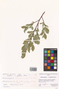 Salix hastata × pulchra, Сибирь, Чукотка и Камчатка (S7) (Россия)