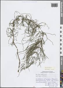 Хвощ полевой L., Кавказ, Северная Осетия, Ингушетия и Чечня (K1c) (Россия)