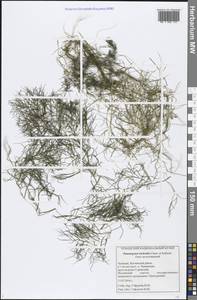 Рдест волосовидный Cham. & Schltdl., Восточная Европа, Средневолжский район (E8) (Россия)