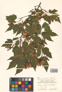 Клен гиннала, Клен приречный (Maxim.) Wesm., Сибирь, Дальний Восток (S6) (Россия)