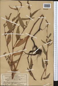 Горец развесистый, Горец щавелелистный (L.) Gray, Средняя Азия и Казахстан, Западный Тянь-Шань и Каратау (M3) (Казахстан)