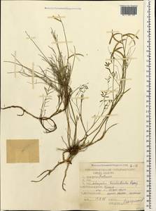 Астрагал ненадежный Lipsky, Кавказ, Северная Осетия, Ингушетия и Чечня (K1c) (Россия)