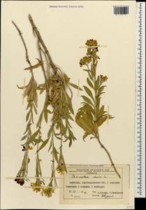 Erysimum × cheiri (L.) Crantz, Кавказ, Азербайджан (K6) (Азербайджан)