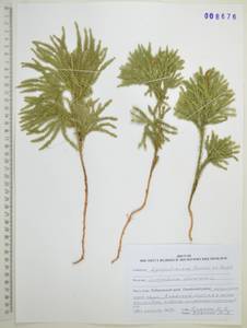 Dendrolycopodium obscurum (L.) A.Haines, Сибирь, Дальний Восток (S6) (Россия)