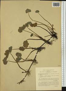 Hydrocotyle ranunculoides L. fil., Западная Европа (EUR) (Италия)