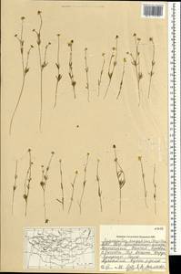 Ranunculus brotherusii var. tanguticus (Maxim.) M. Tamura, Монголия (MONG) (Монголия)
