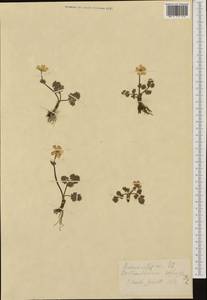 Callianthemum anemonoides (Zahlbr.) Endl., Западная Европа (EUR) (Швейцария)