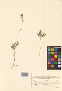 Viola multifida Willd. ex Roem. & Schult., Сибирь и Дальний Восток (без точных местонахождений) (S0) (Россия)
