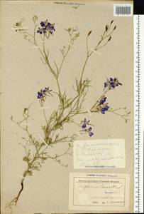 Delphinium consolida subsp. consolida, Восточная Европа, Белоруссия (E3a) (Белоруссия)