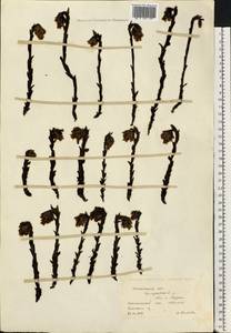 Подъельник обыкновенный Crantz, Восточная Европа, Московская область и Москва (E4a) (Россия)