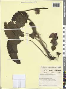 Betonica macrantha K.Koch, Кавказ, Дагестан (K2) (Россия)