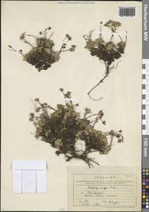 Micranthes merkii subsp. merkii, Сибирь, Дальний Восток (S6) (Россия)