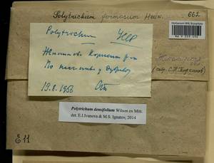 Polytrichum densifolium Wilson ex Mitt., Гербарий мохообразных, Мхи - Украина и Молдавия (B3) (Украина)