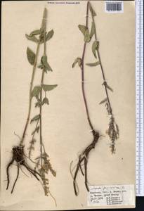 Котовник голый, Средняя Азия и Казахстан, Западный Тянь-Шань и Каратау (M3) (Киргизия)