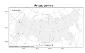 Rorippa prolifera, Жерушник израстающий (Heuff.) Neilr., Атлас флоры России (FLORUS) (Россия)