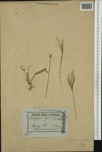 Dichanthium sericeum (R.Br.) A.Camus, Австралия и Океания (AUSTR) (Австралия)