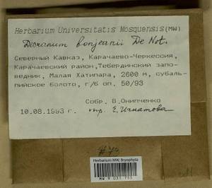 Dicranum bonjeanii De Not., Гербарий мохообразных, Мхи - Северный Кавказ и Предкавказье (B12) (Россия)