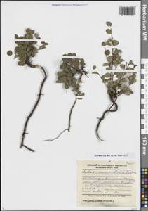 Ива монетовидная Andersson, Сибирь, Центральная Сибирь (S3) (Россия)