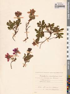 Рододендрон камчатский Pall., Сибирь, Чукотка и Камчатка (S7) (Россия)