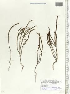 Salicornia procumbens subsp. pojarkovae (Semenova) G. Kadereit & Piirainen, Восточная Европа, Ростовская область (E12a) (Россия)