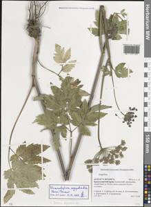 Rhizomatophora aegopodioides (Boiss.) Pimenov, Кавказ, Краснодарский край и Адыгея (K1a) (Россия)