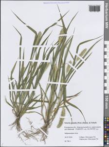 Щетинник сизый, Щетинник малый (Poir.) Roem. & Schult., Сибирь, Западная Сибирь (S1) (Россия)