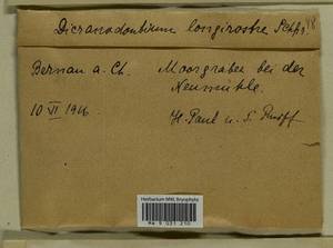 Dicranodontium denudatum (Brid.) E. Britton, Гербарий мохообразных, Мхи - Западная Европа (BEu) (Германия)