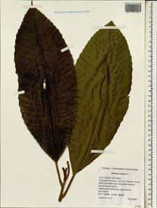 Dillenia aurea Smith, Зарубежная Азия (ASIA) (Вьетнам)