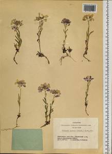 Клаусия солнцепечная (Stephan ex Willd.) Korn.-Trotzky, Сибирь, Алтай и Саяны (S2) (Россия)