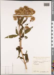 Посконник конопляный L., Кавказ, Грузия (K4) (Грузия)