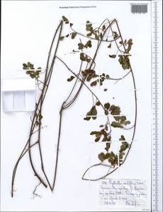 Phyllanthus ovalifolius Forssk., Африка (AFR) (Эфиопия)