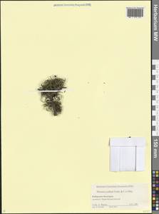 Rhamnus erythroxyloides subsp. erythroxyloides, Кавказ, Ставропольский край, Карачаево-Черкесия, Кабардино-Балкария (K1b) (Россия)
