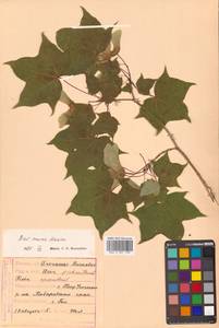 Клен моно, Клен мелколистный (Maxim.) H.Ohashi, Сибирь, Дальний Восток (S6) (Россия)