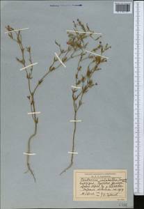 Золототысячник красивый (Sw.) Druce, Средняя Азия и Казахстан, Северный и Центральный Тянь-Шань (M4) (Киргизия)