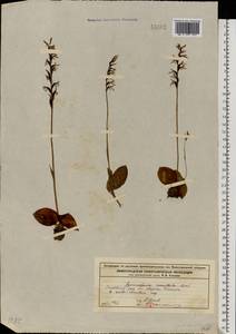 Hemipilia cucullata (L.) Y.Tang, H.Peng & T.Yukawa, Восточная Европа, Волжско-Камский район (E7) (Россия)
